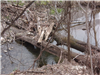 Trees Fallen over Stream